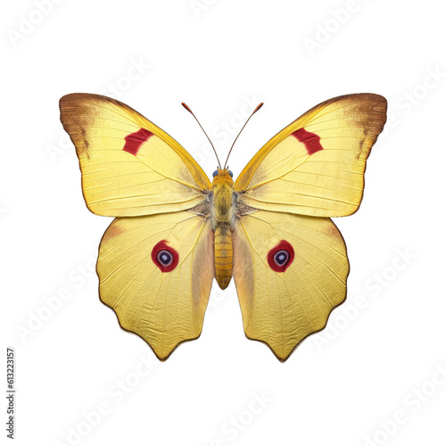 Pale clouded yellow butterfly -  Colias hyale 3. Transparent PNG. Generative AI photo