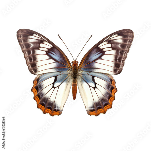Western white admiral butterfly - Limenitis arthemis 3. Transparent PNG. Generative AI