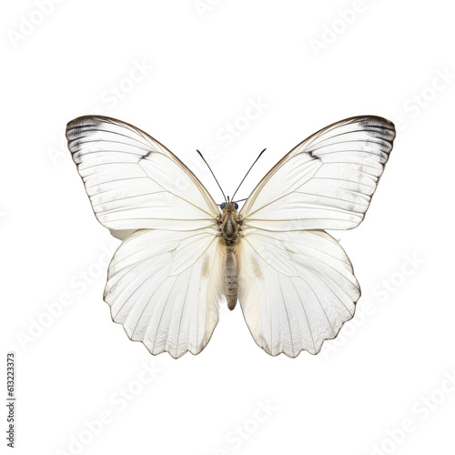 Small white butterfly - Pieris rapae 3. Transparent PNG. Generative AI