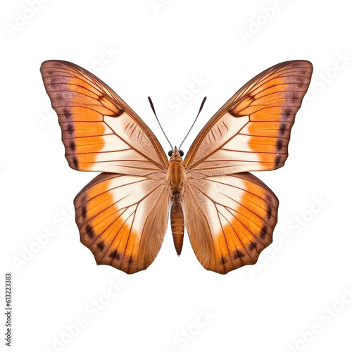 Western brown butterfly -  Heteronympha merope 3. Transparent PNG. Generative AI