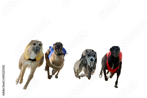 Fototapeta Front view of 4 greyhounds of 4 different colors running at full speed  on a white background