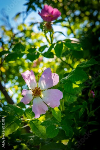 Pink Flower in shadows and shade-002
