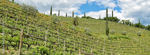 Vineyard near Kalterer See, Italy