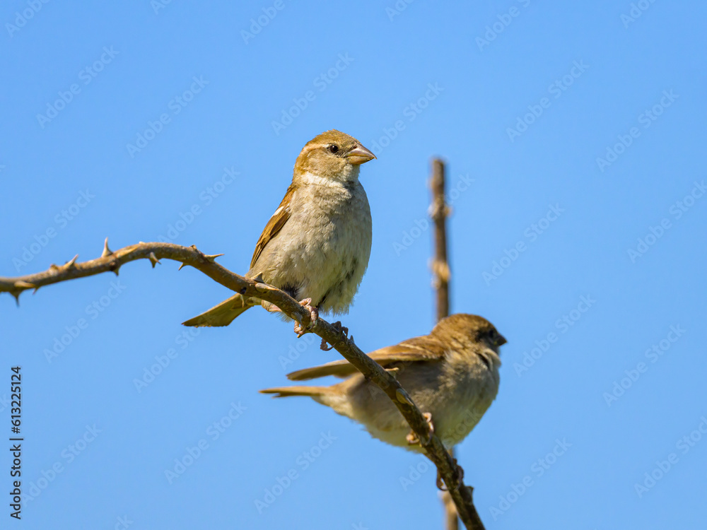 Fototapeta premium Two female house sparrows sitting on a twig