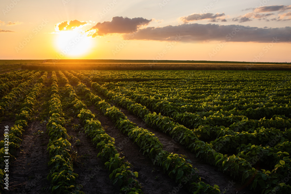 Open soybean field at sunset.