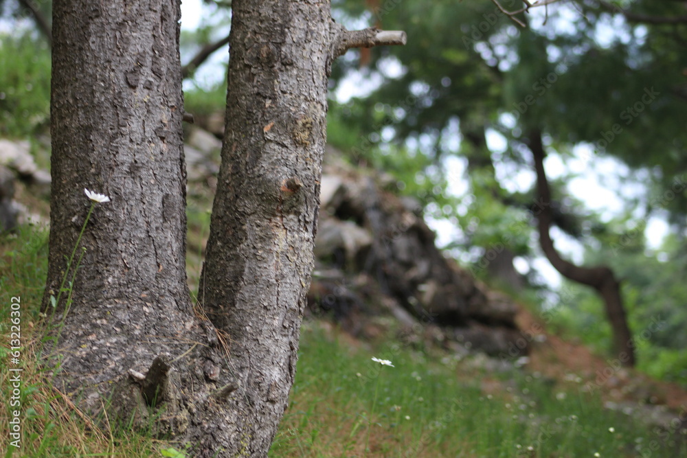 Tree in the forest background 