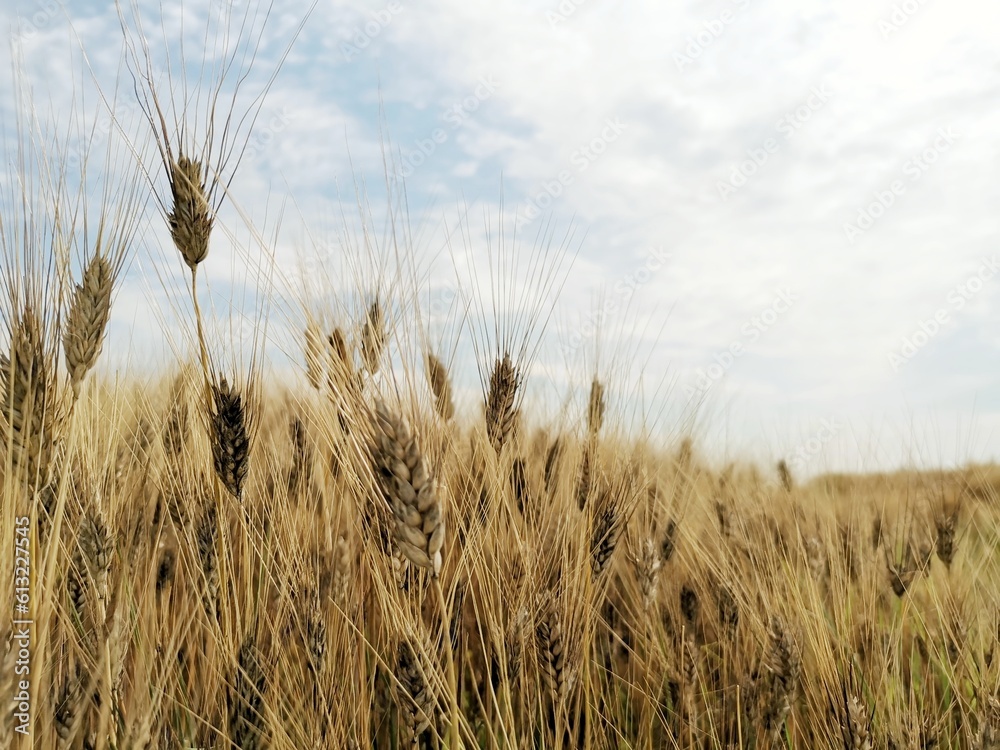 Obraz premium barley field in summer