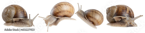 Close up of a common brown garden snail isolated on transparent background