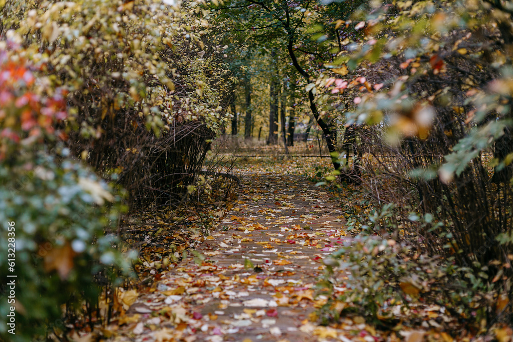 Beautiful autumn alley in the park with fallen leaves. Colorful autumn landscape Beautiful autumn alley in the park with fallen leaves. Colorful autumn landscape