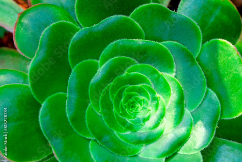 Closeup of Green rosettes of Succulent Geometric. Green Saucer Succulent plant with pagoda-shaped corolla. Houseplant Aeonium urbicum photo