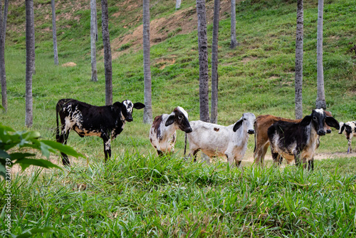 novilhos esperando no berçario para mamarem, fazenda de leite. Minas Gerais, Brasil