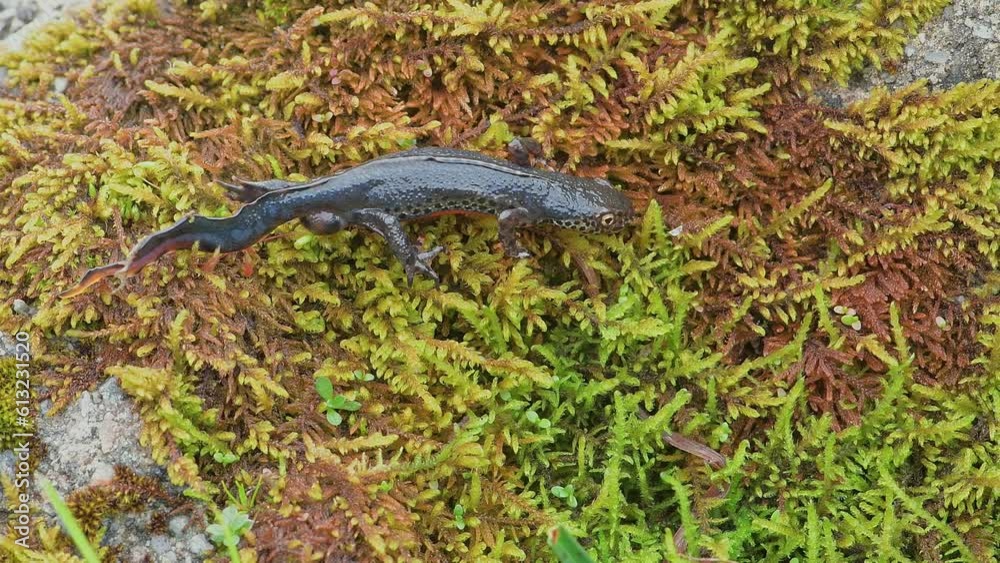 The Alpine newt on lichens (Ichthyosaura alpestris)
