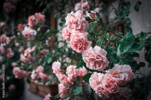 róże na ścianie  © filip