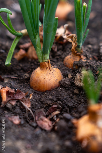 Sprouted onion bulbs in the ground. Selective focus. nature.
