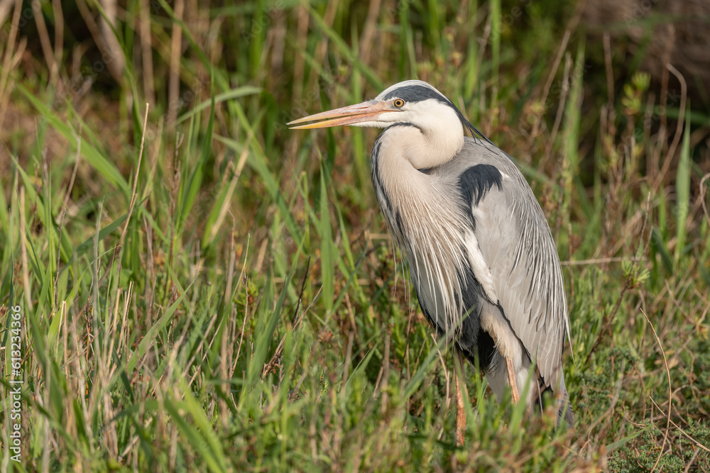 Grey heron (Ardea cinerea) resting in a reed bed. Grey heron (Ardea cinerea) resting in a reed bed.