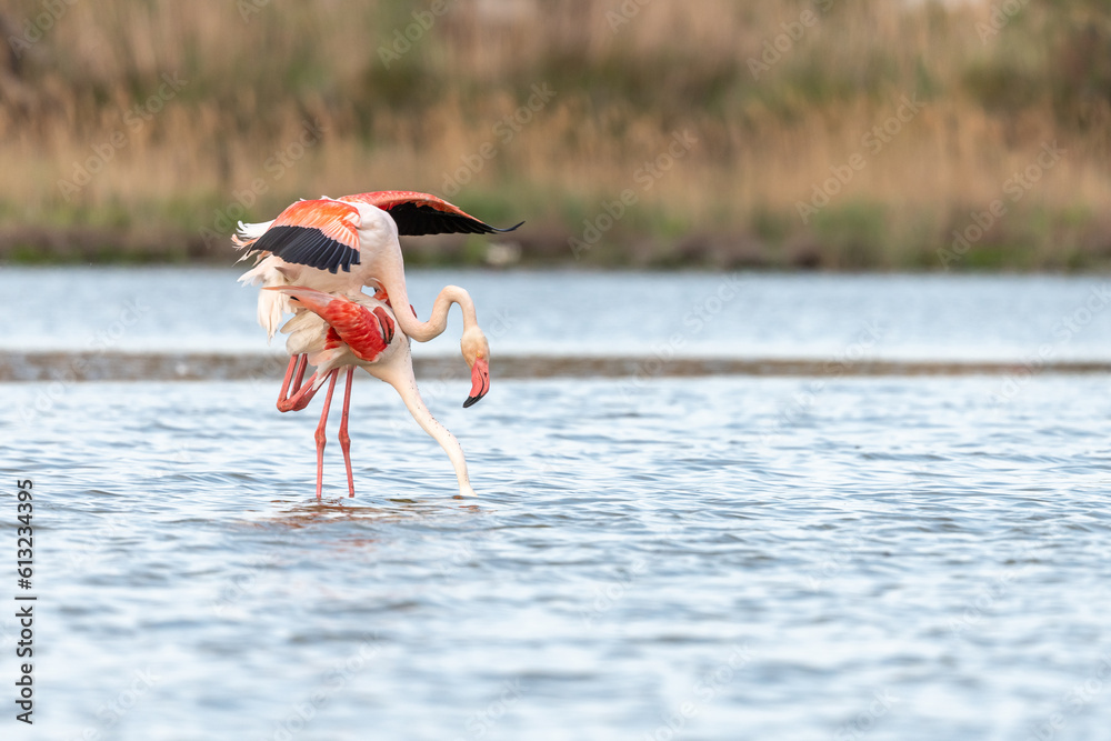 Greater Flamingo couple mating in courtship (Phoenicopterus roseus) in a pond in spring.