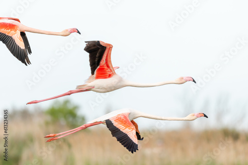 Greater Flamingos (Phoenicopterus roseus) in flight over reed bed in spring. © bios48