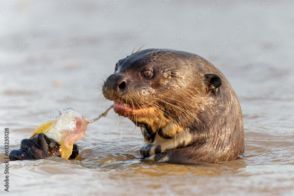 Giant River Otter (Pteronura brasiliensis) eating a fish at the Cuiaba River in Porto Jofre, Matto Grosso, Northern Pantanal, Brazil, South America