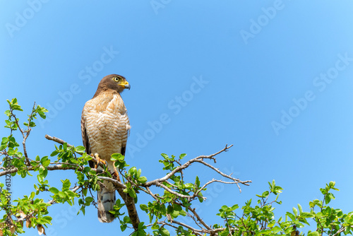 The roadside hawk (Rupornis magnirostris) is a relatively small bird of prey ans was sitting in top of a tree in the Northern Pantanal, Mato Grosso, Brazil photo