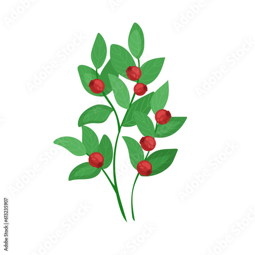 A green forest plant with red berries. A small lingonberry bush with berries in cartoon style is isolated on a white background.