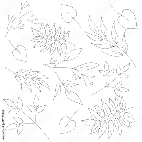 A collection of autumn leaves for coloring. Coloring leaves on a white background. Leaves, autumn leaves in black and white are isolated on a white background.