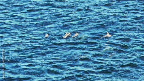 School of wild Dolphins in the Caribbean Sea photo