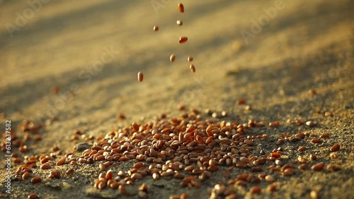 wheat grains falling on sand slow motion. food insecurity concept. drought, dry soil, grain crisis, global food crisis 2023. increase in food prices and shortages of food supplies in the world