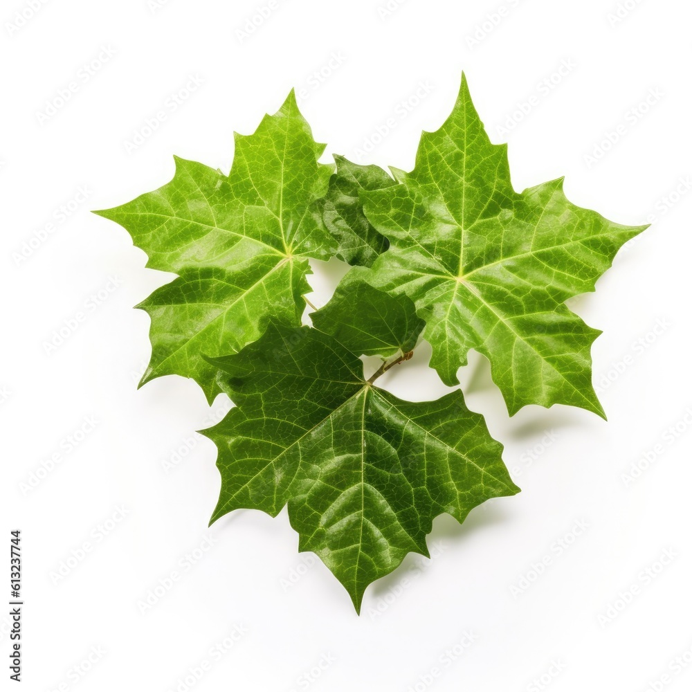 Ivy leaf isolated on white background. Generative AI Ivy leaf isolated on white background. Generative AI
