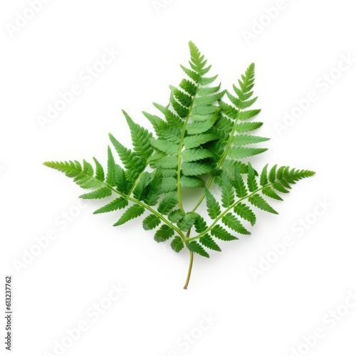 Lady fern leaf isolated on white background. Generative AI