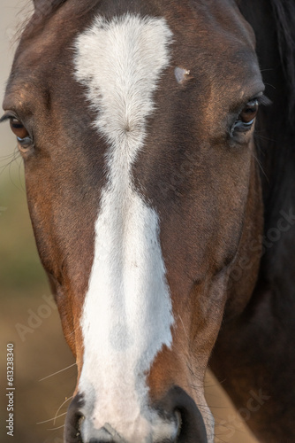 Close-up portrait of a brown horse.