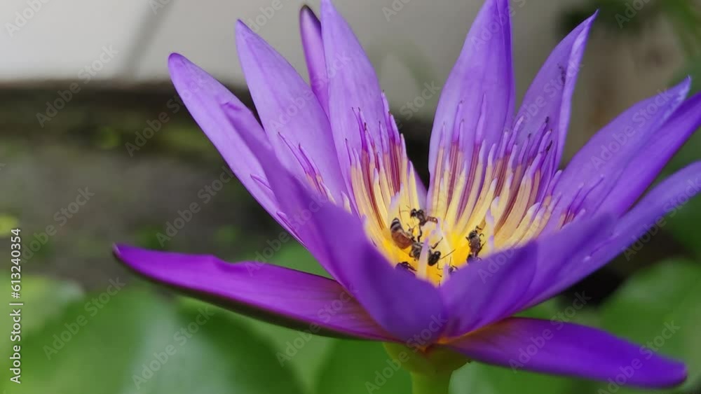 bee buzzing around purple lotus bee buzzing around purple lotus