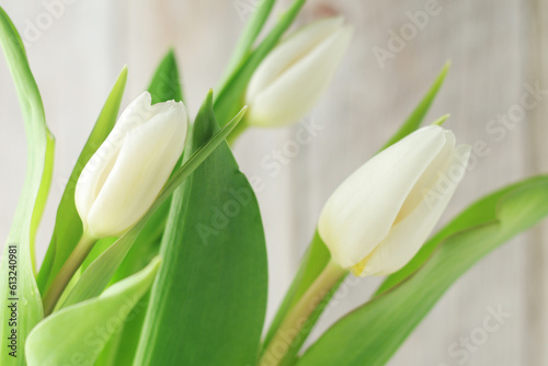 White tulips on the white background