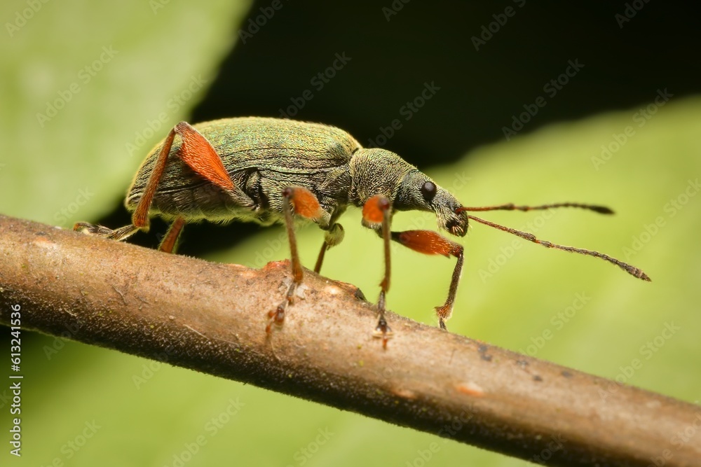 a small weevil with orange legs a small weevil with orange legs