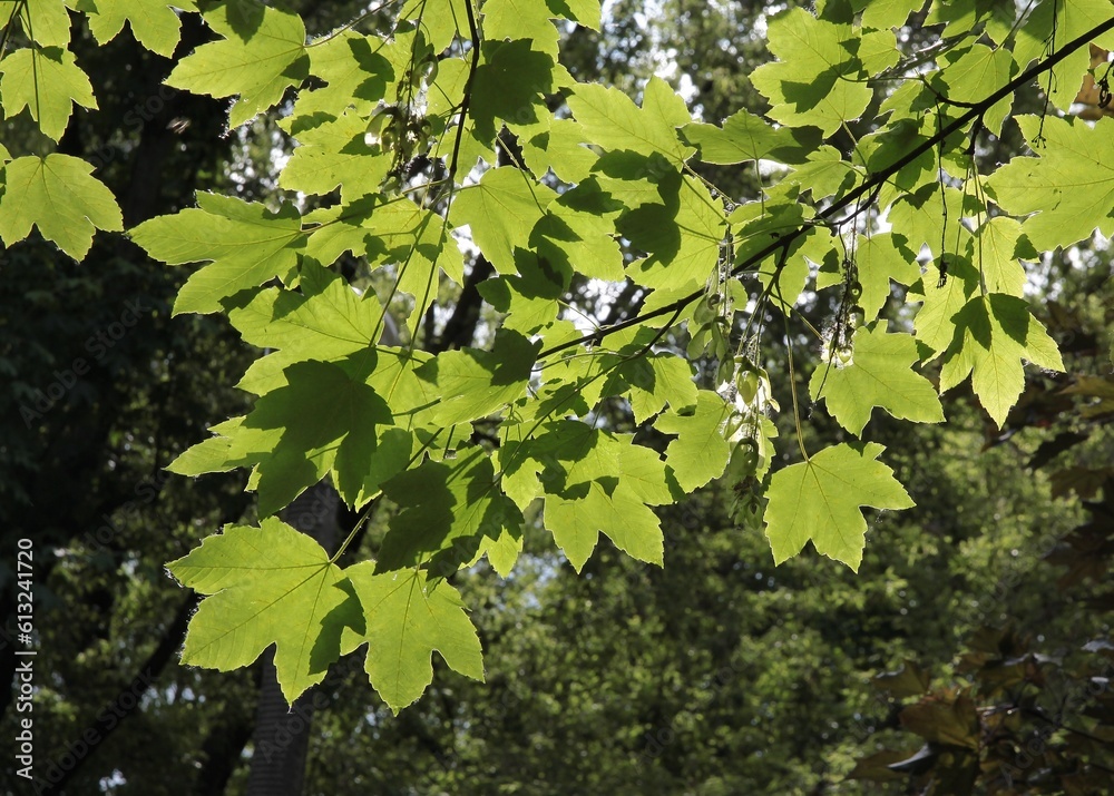 green foliage of sycamore maple tree in park 