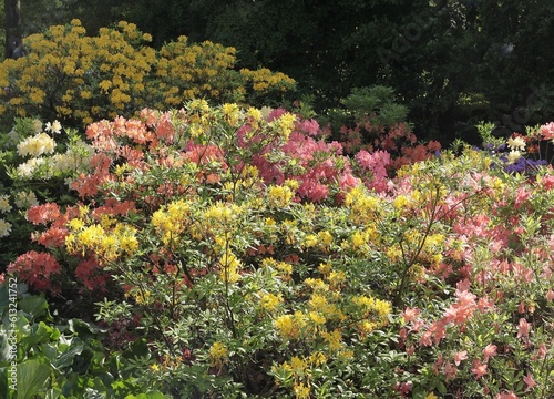 multicolor flowers of azalea bush in park at spring