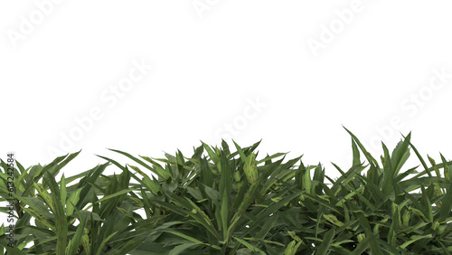 Various types of grass bushes shrub and small plants isolated