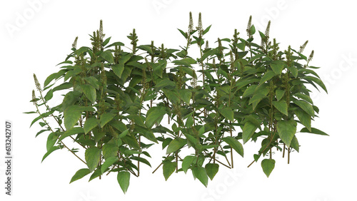branch of basil and small plant