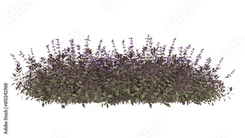 Various types of purple flowers grass bushes shrub and small plants isolated