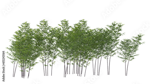 variety of bamboo tree