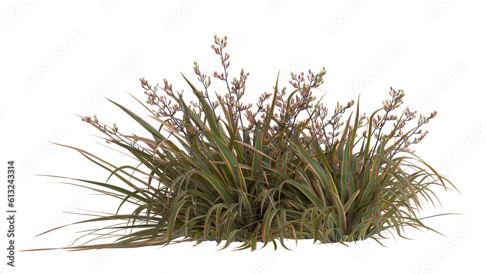 mountain flax, wharariki in Māori plant isolated mountain flax, wharariki in Māori plant isolated