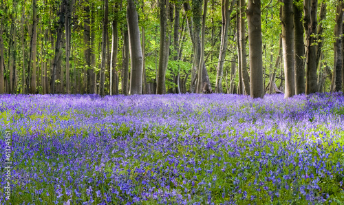 A carpet of Bluebells in the New Forest, Hampshire, England
