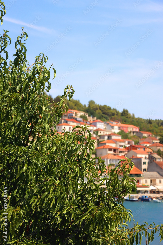 Lush Mediterranean garden in Vela Luka, small town on island Korcula, Croatia.