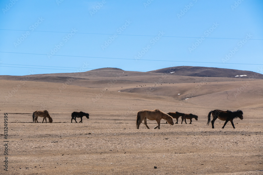Group of domestic horses in the nature livestock in Central Mongolia