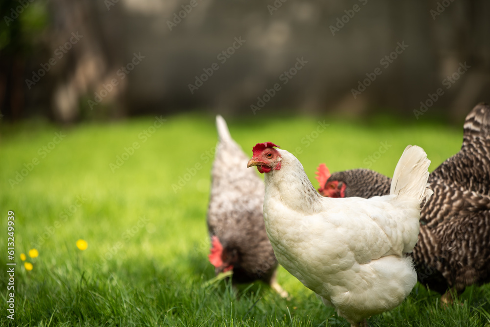 Fototapeta premium Hühner Huhn im Garten