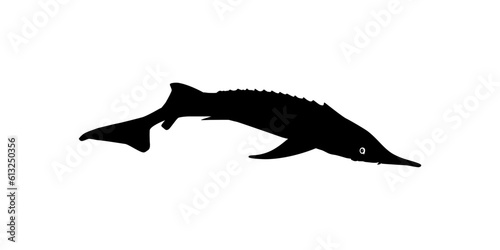 Beluga Sturgeon or Huso Fish Silhouette, Fish Which Produce Premium and Expensive Caviar, For Logo Type, Art Illustration, Pictogram, Apps, Website or Graphic Design Element. Vector Illustration