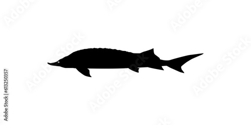 Beluga Sturgeon or Huso Fish Silhouette, Fish Which Produce Premium and Expensive Caviar, For Logo Type, Art Illustration, Pictogram, Apps, Website or Graphic Design Element. Vector Illustration