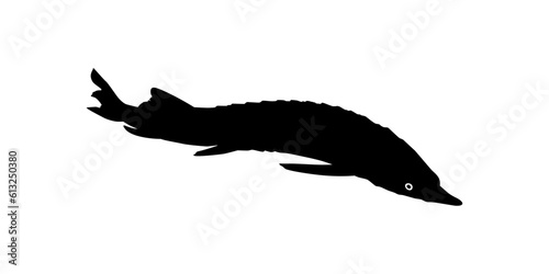 Beluga Sturgeon or Huso Fish Silhouette, Fish Which Produce Premium and Expensive Caviar, For Logo Type, Art Illustration, Pictogram, Apps, Website or Graphic Design Element. Vector Illustration