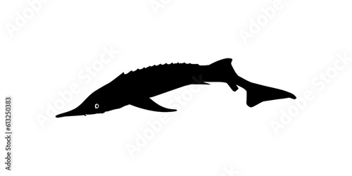Beluga Sturgeon or Huso Fish Silhouette, Fish Which Produce Premium and Expensive Caviar, For Logo Type, Art Illustration, Pictogram, Apps, Website or Graphic Design Element. Vector Illustration