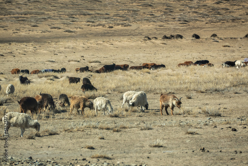 Group of goats and sheep in the nature livestock in Central Mongolia © maodoltee