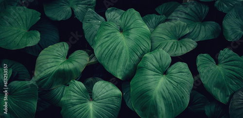 Close up group of background tropical green leaves texture and abstract background. Tropical leaf nature concept. After the rain.